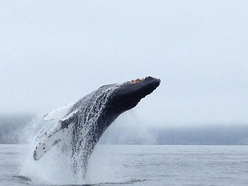 01895e_d668157b10ce4532b7a5ce80e5aba4f8_mv2_d_2048_1536_s_2 a whale jumping out of the water