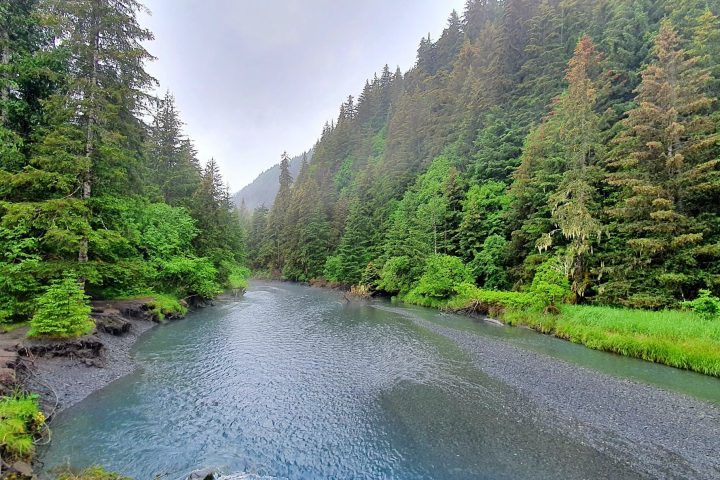 a body of water surrounded by trees