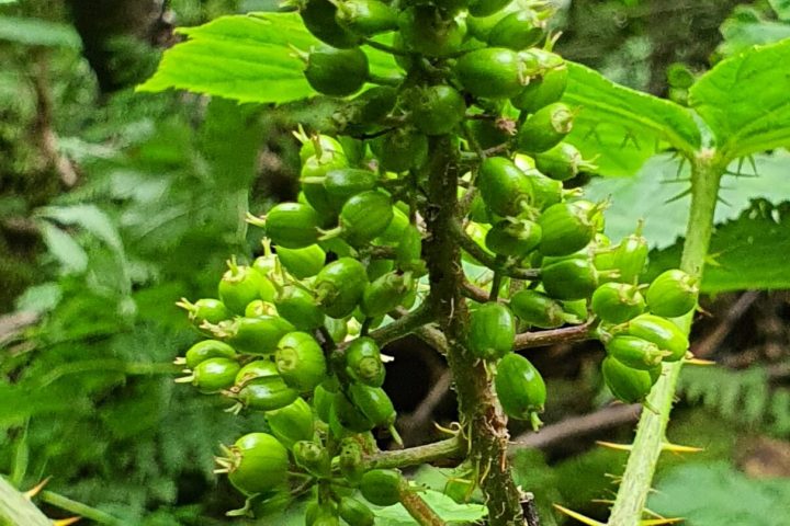 a tree with green leaves