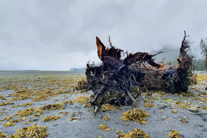 a close up of a tree