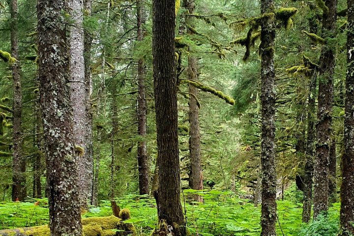a tree in the middle of a lush green forest