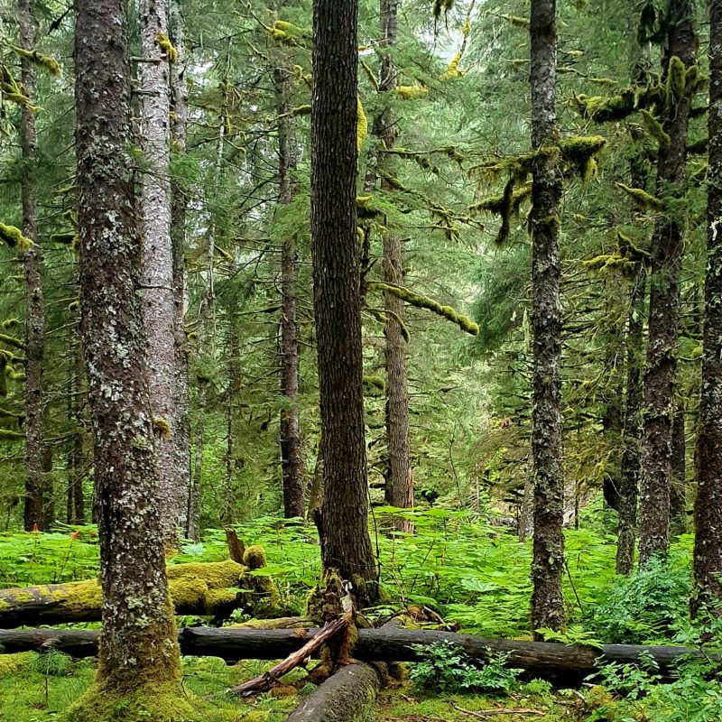 a tree in the middle of a lush green forest