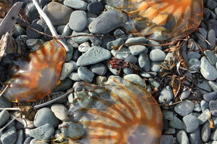 a pile of fruit on a rock