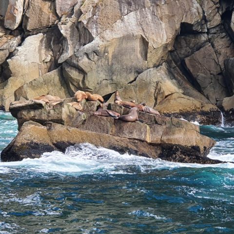 a close up of a rock near the ocean