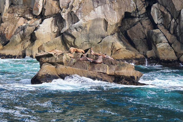 a close up of a rock near the ocean