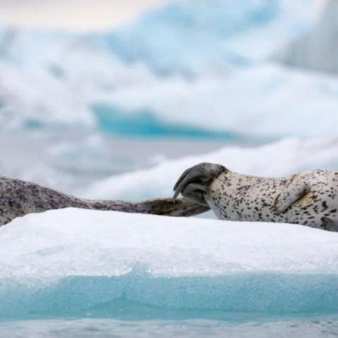 a group of polar bears in the snow