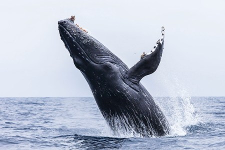 a whale jumping out of the water