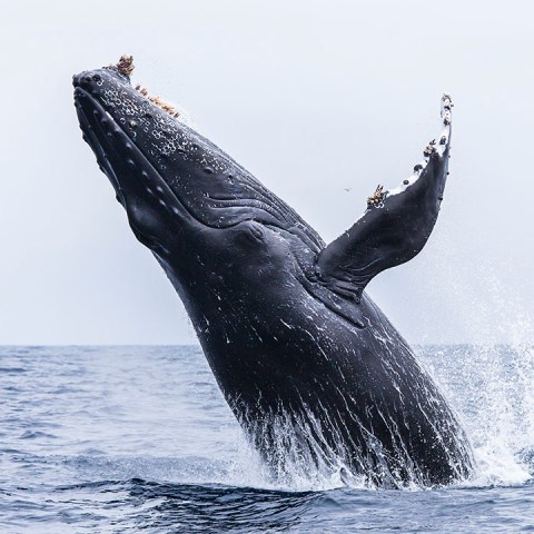 a whale jumping out of the water