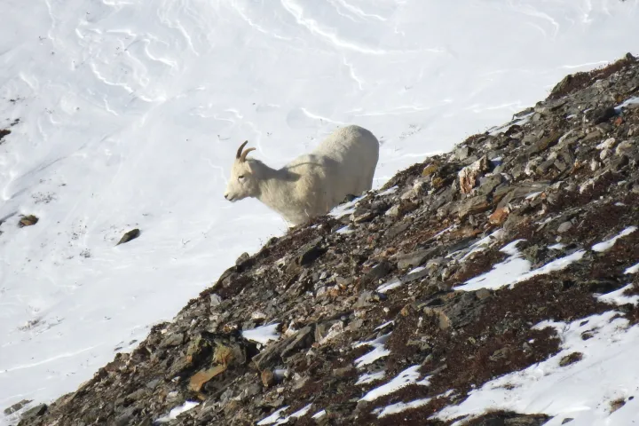 animal on the side of a snow covered mountain