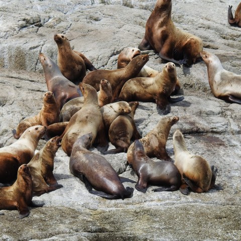 Group of sea lions resting on rocky shoreline in sunlight.