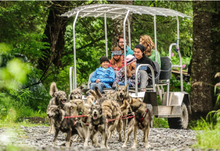 People riding on a cart pulled by sled dogs in a forested area.