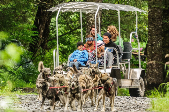 People riding on a cart pulled by sled dogs in a forested area.