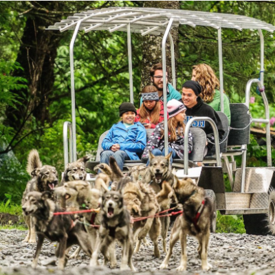 People riding on a cart pulled by sled dogs in a forested area.