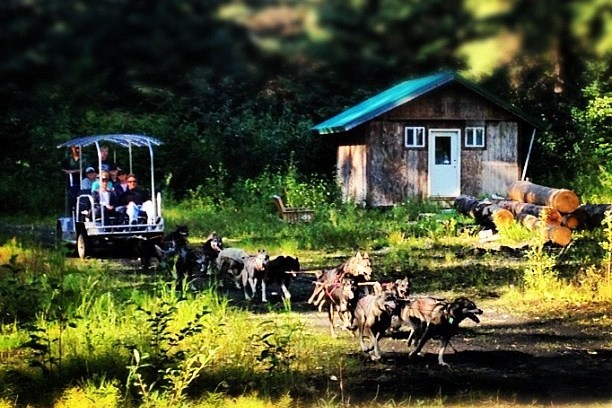 Dogs pulling a cart with people past a cabin in a forest setting.