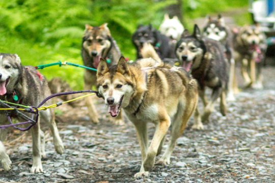 Sled dogs pulling a sled on a gravel path through a forested area.