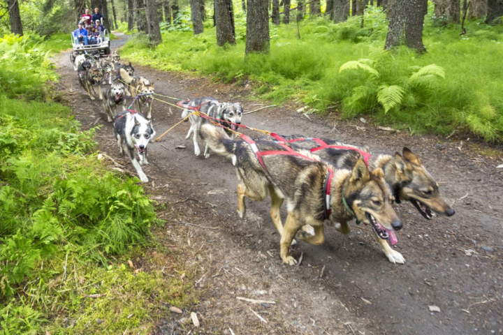 Dog sled team pulling a cart with people through a forest trail.
