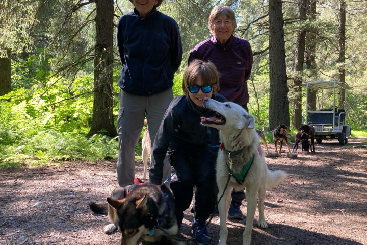 Three people and two dogs in a forest, with a cart in the background.