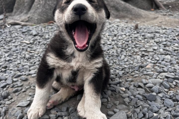 Puppy yawning on pebble ground near a large tree.