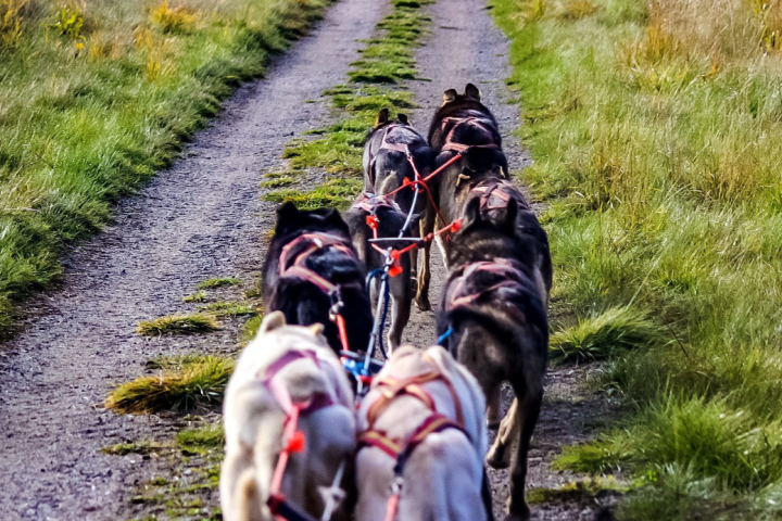 Sled dogs running on a grassy path, viewed from behind, harnessed together in pairs.