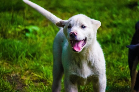 Happy white puppy standing on grass with tongue out.