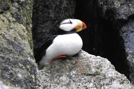 Puffin resting on rocky ledge with black and white feathers.