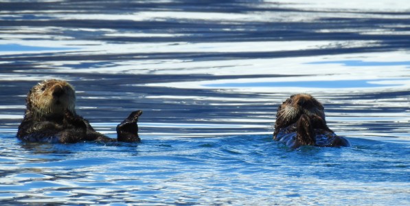 Two sea otters floating on their backs in calm blue water.