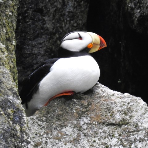 Atlantic puffin perched between rocks, side view.